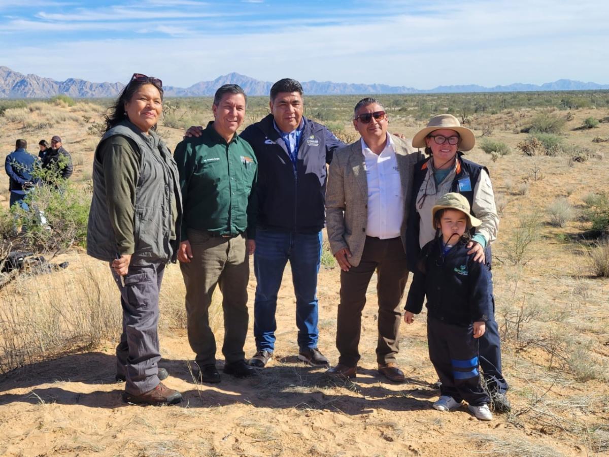 Se logró la liberación de seis berrendos sonorenses en la Reserva de la Biósfera El Pinacate: Cedes