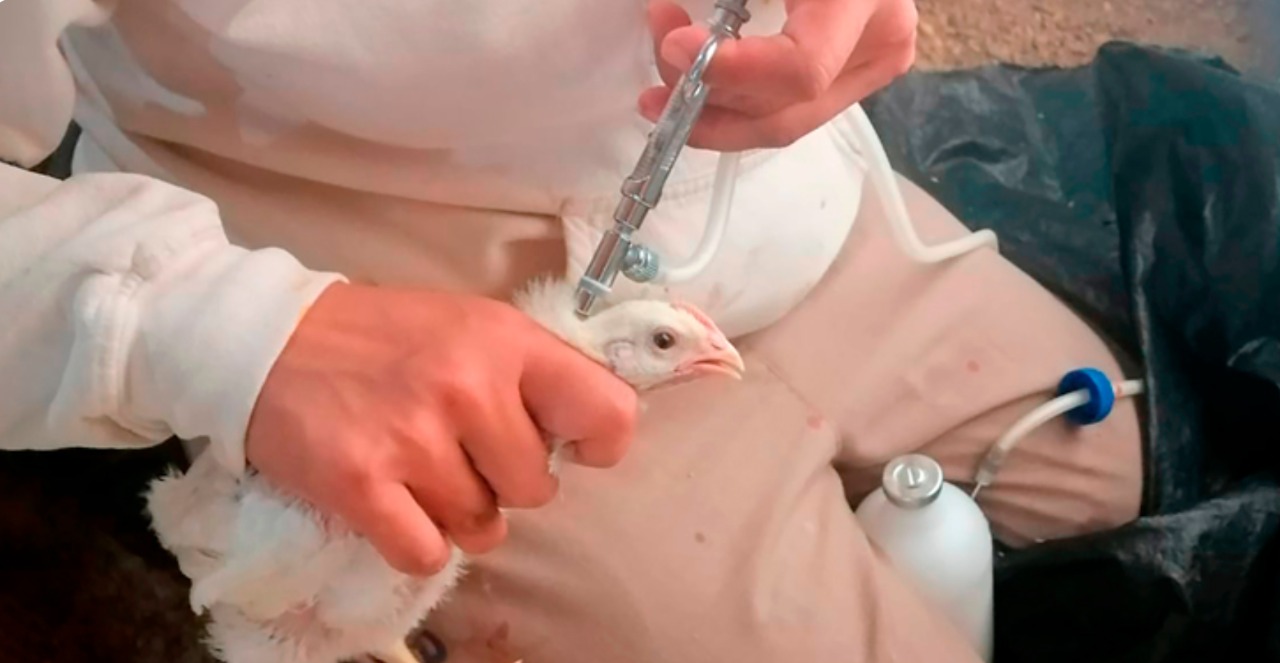 Levanta Senasica cuarentena por influenza aviar