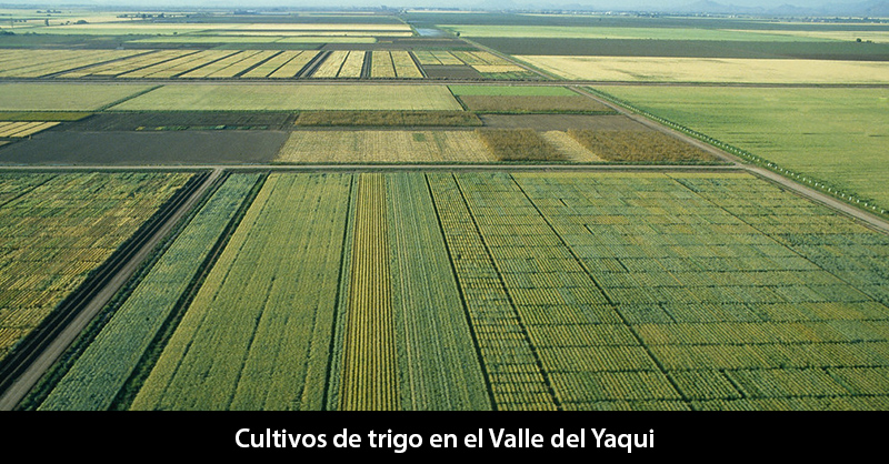 Réplicas