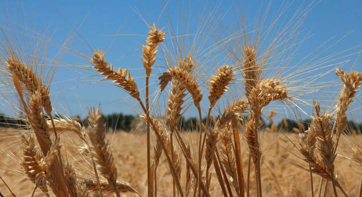 Cultivos de trigo y maíz son imprescindibles