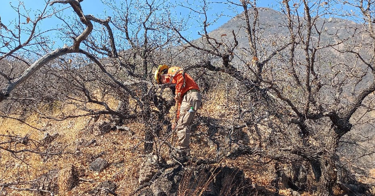 Sofocan incendios forestales en Yécora y Nogales