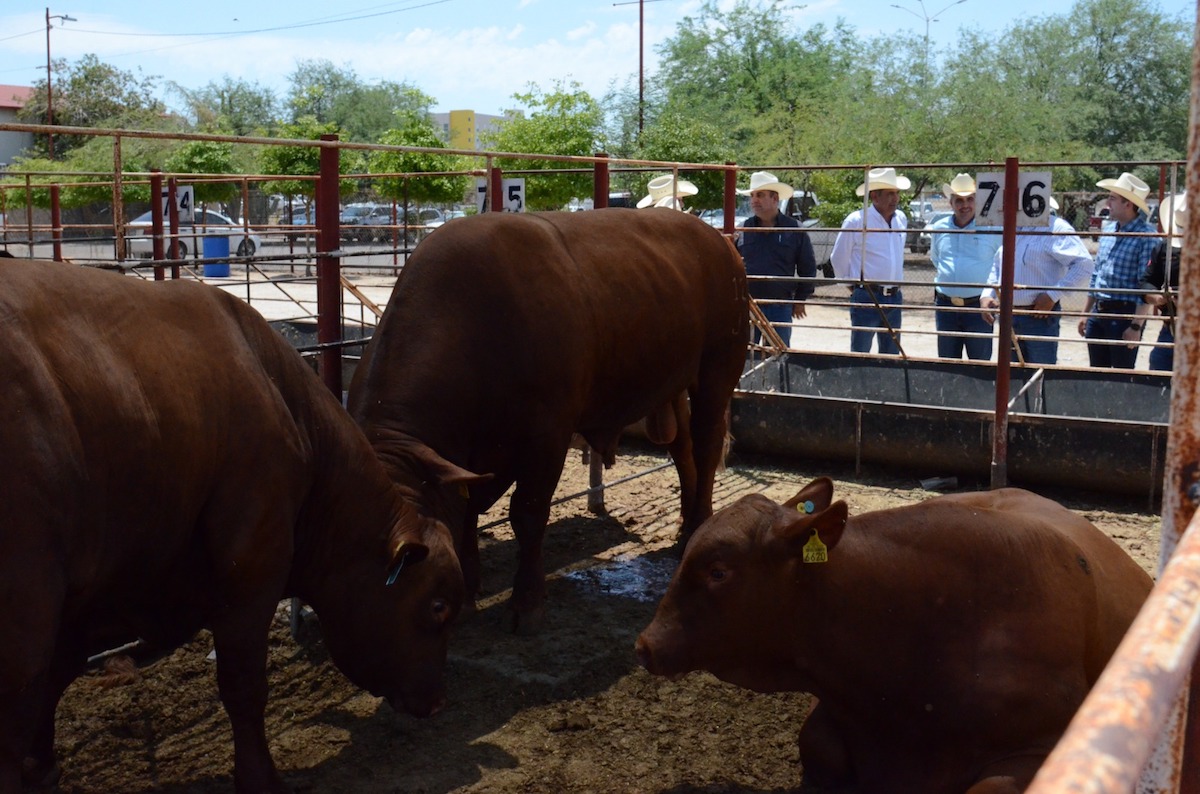 Gobierno de Sonora atestigua entrega de 150 toros para programa de mejoramiento del hato ganadero
