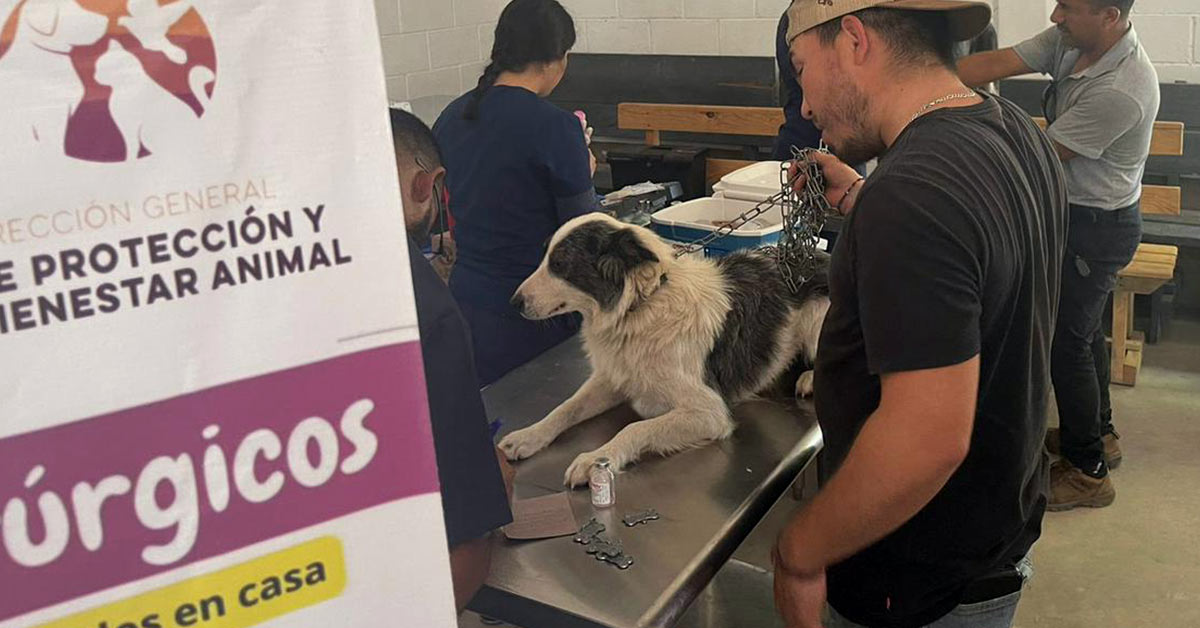 Gobierno de Sonora lleva a Cumpas atención veterinaria gratuita para animales de compañía