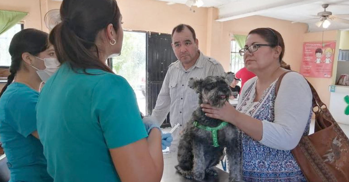 Gobierno de Sonora atiende salud de más de cien animales de compañía en Hermosillo