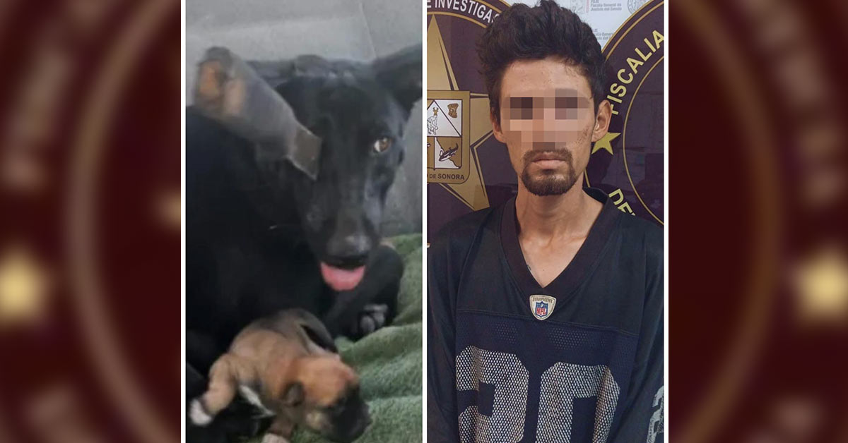 Realiza Fiscalía acciones contra la crueldad animal