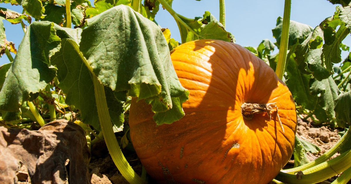 Sonora es el principal productor de calabaza en México