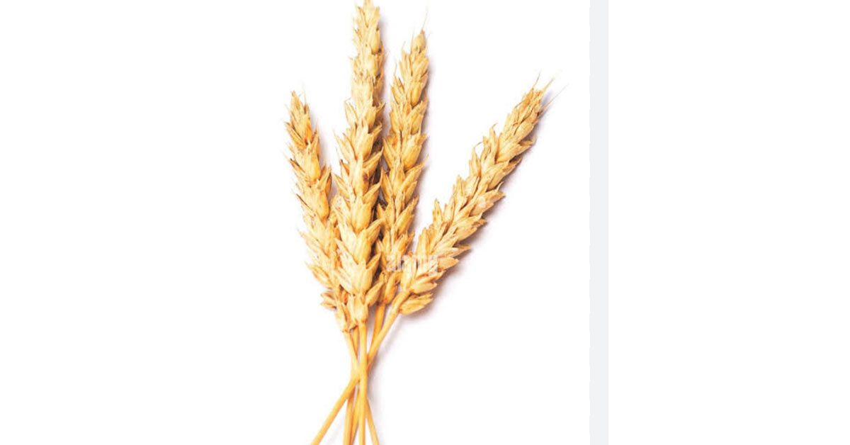 El hambre amenaza; y el gobierno propone dejar de sembrar trigo