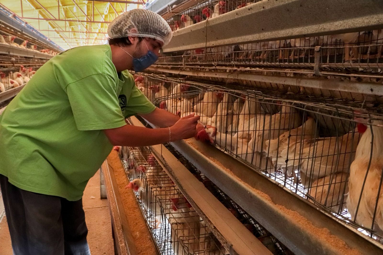 Sin riesgo influenza aviar; CEESA controló brote en granja de Cajeme