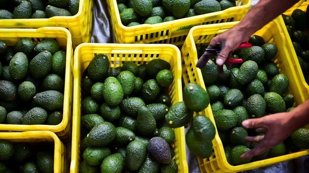 EEUU suspende importaciones de aguacate de Michoacán