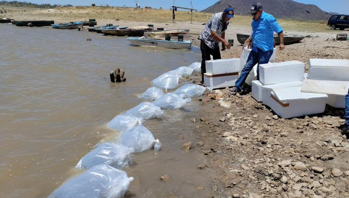 Incentiva el IAES desarrollo económico con repoblamiento de tilapia en “El Molinito”