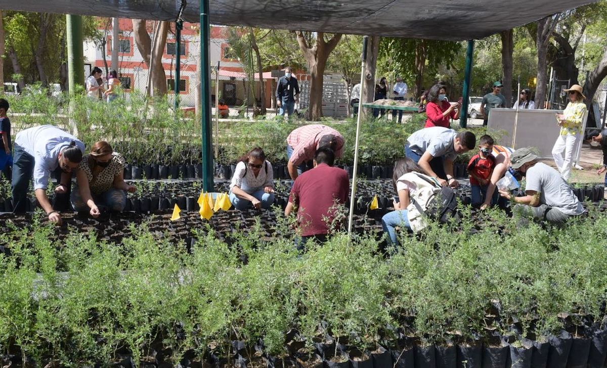 Este viernes donará árboles nativos el Vivero Municipal