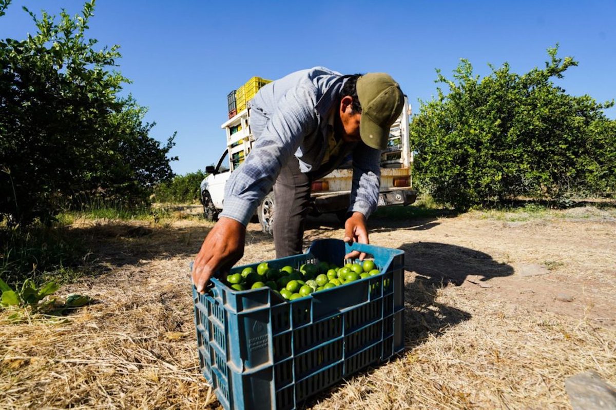 Quince de 32 empacadoras de limón en Apatzingán, Michoacán, mantendrán suspensión de labores