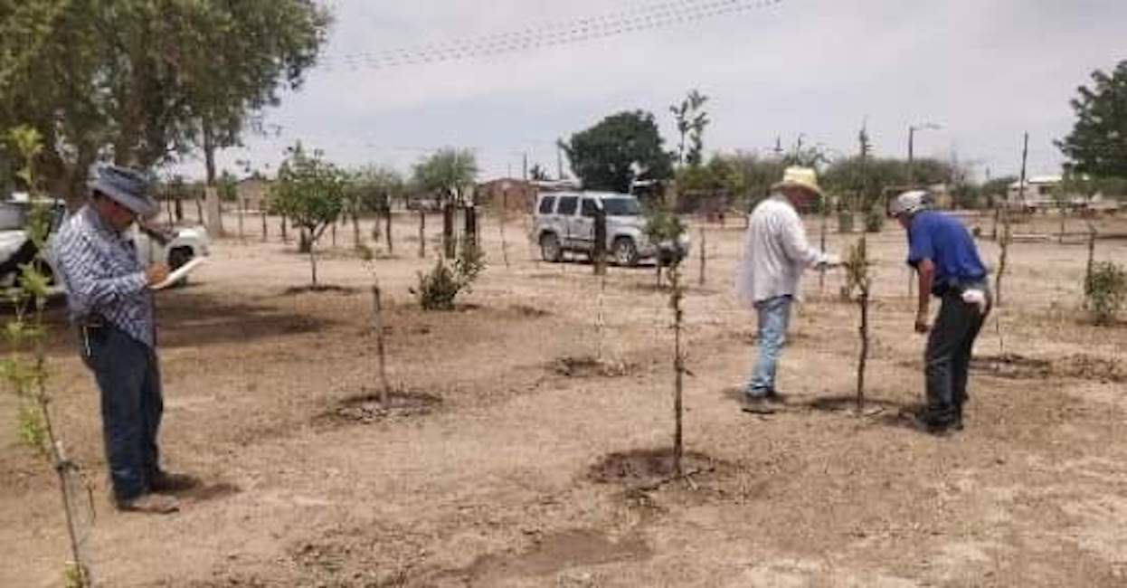Promueve el Gobierno de Sonora la creación de huertos familiares
