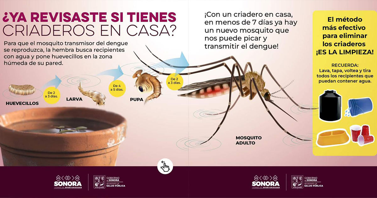 Trabajo preventivo de Salud Sonora disminuye defunciones por calor y rickettsiosis