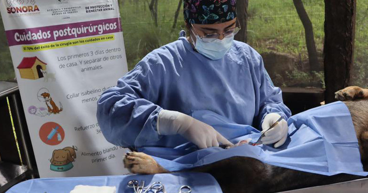 El Gobierno de Sonora refuerza el bienestar animal con esterilizaciones en HMO y Sahuaripa