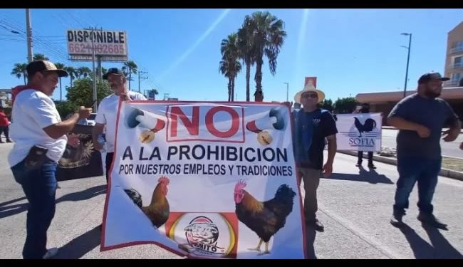 Darán tres años a galleros de Sonora para aplicar las disposiciones de la Ley de Protección y Bienestar Animal Darán tres años a galleros de Sonora para aplicar las disposiciones de la Ley de Protección y Bienestar Animal