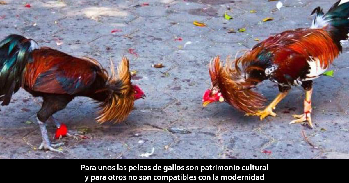 Gallos