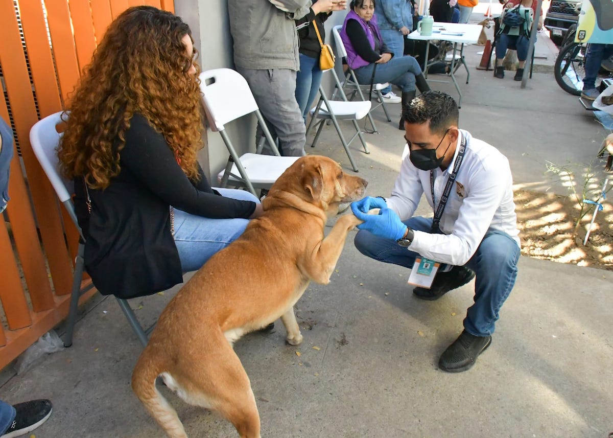 Invita Ayuntamiento de Hermosillo a aprovechar las esterilizaciones gratuitas a animales de compañía Invita Ayuntamiento de Hermosillo a aprovechar las esterilizaciones gratuitas a animales de compañía
