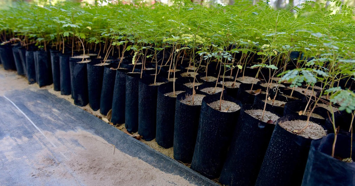 Realizará Ayuntamiento de Hermosillo donación masiva de árboles nativos y plantas