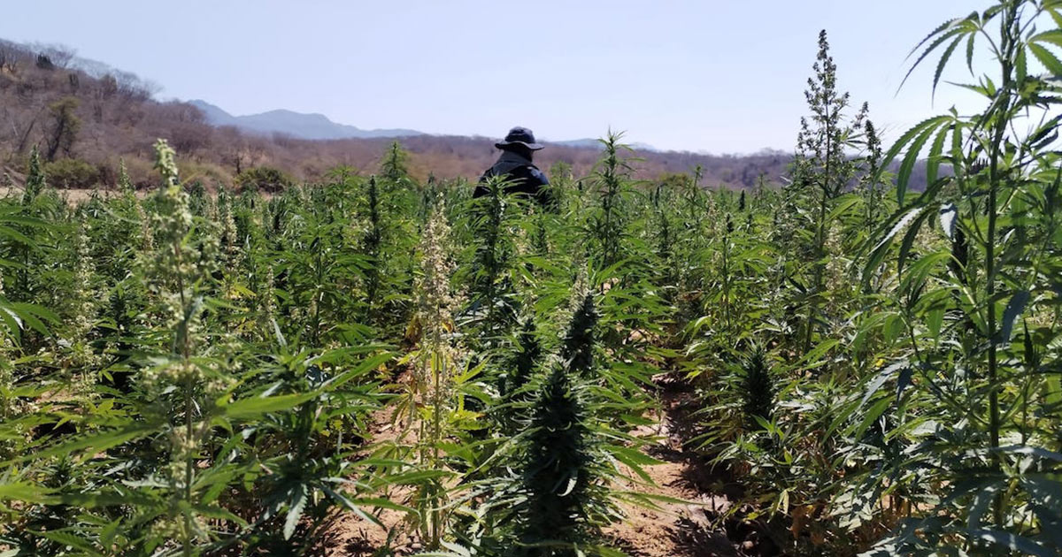 Detecta y destruye Gobierno de Sonora más de 22 toneladas de marihuana: Seguridad Pública