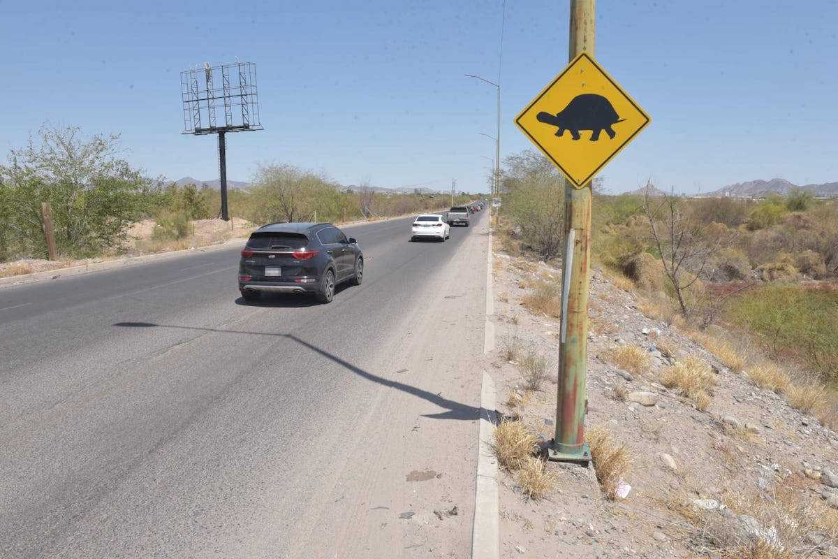 Instala Ayuntamiento de Hermosillo señalamientos preventivos por cruce de tortugas en el Vado del Río