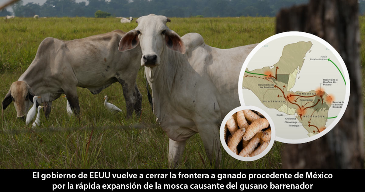 Gusano Gusano