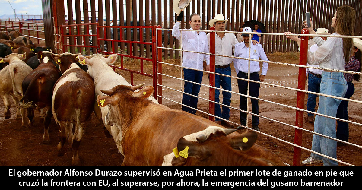 De vacas
