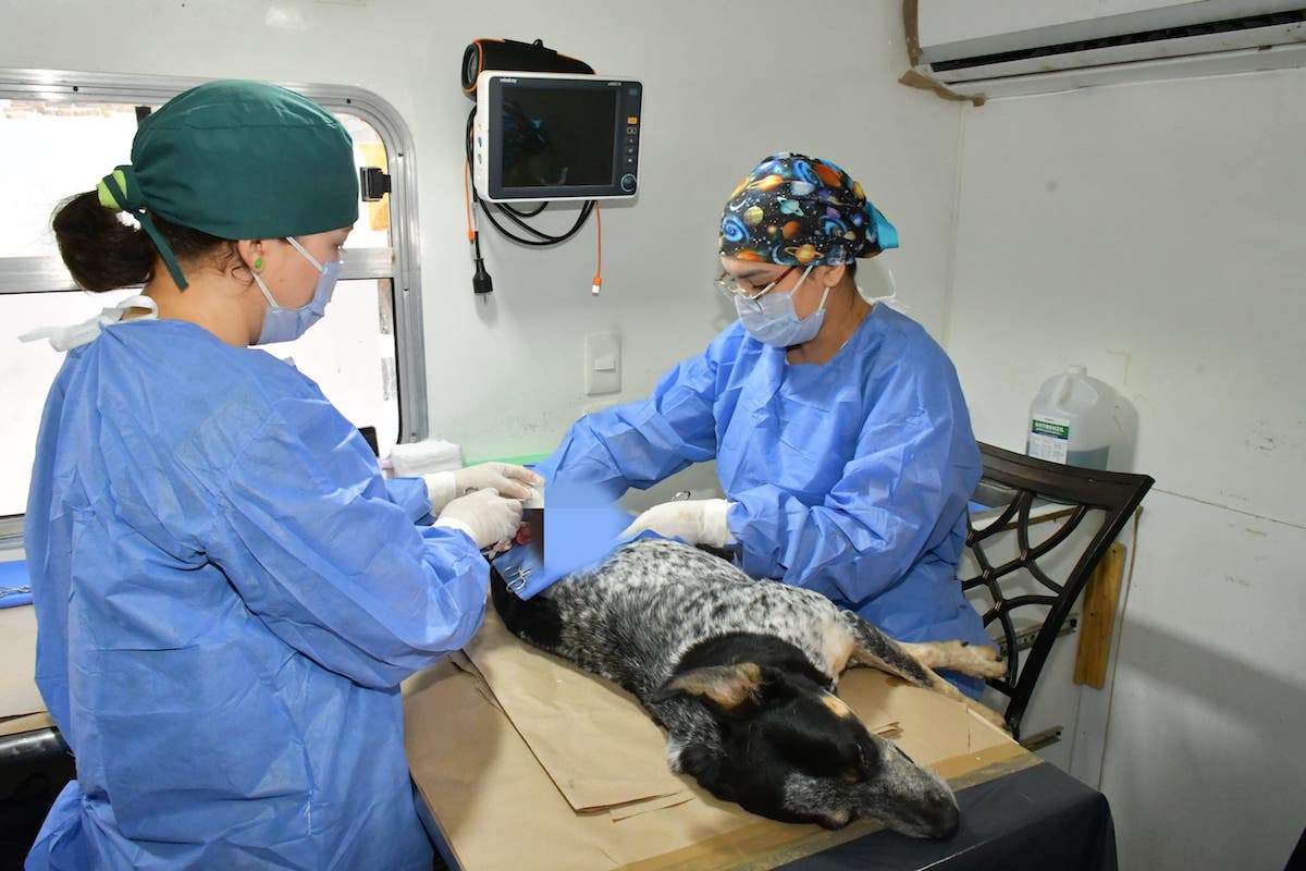 Tendrá IMPBA esterilizaciones gratuitas este viernes en Centro Hábitat Los Olivos