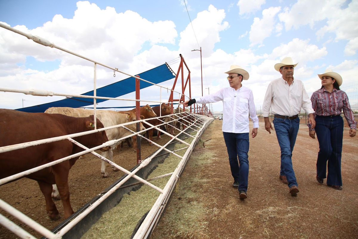 Logra Gobernador Durazo que Sonora sea de los primeros beneficiados con apoyo especial ganadero de Presidenta Sheinbaum