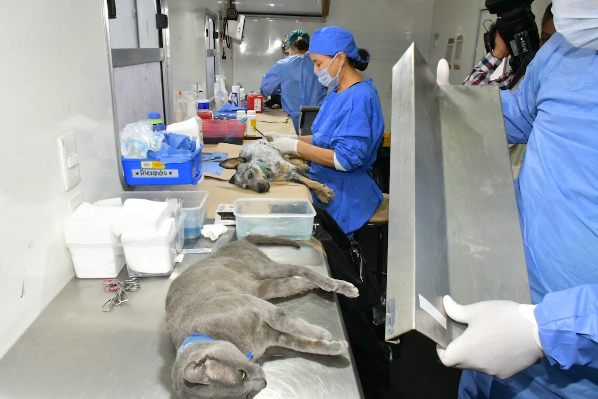 Continúa IMPBA esterilizaciones gratuitas durante el mes de agosto