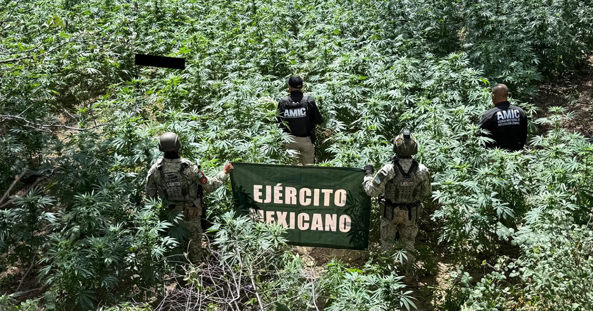 AMIC y DEFENSA localizan y destruyen plantío de marihuana en Cananea