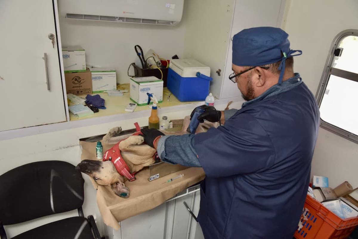 Llevará Ayuntamiento de Hermosillo esterilizaciones gratuitas a Vista Real y Las Minitas