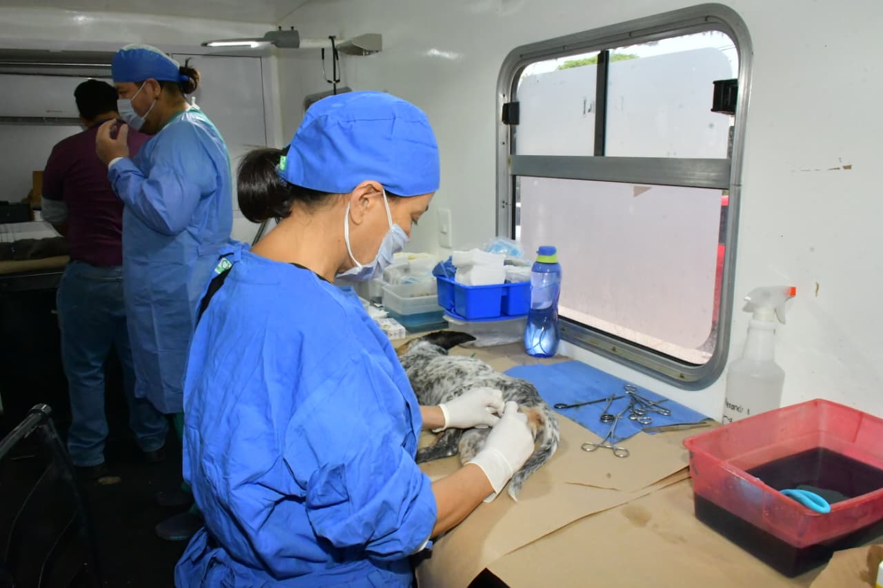 Rompe récord Ayuntamiento de Hermosillo en número de esterilizaciones de perros y gatos